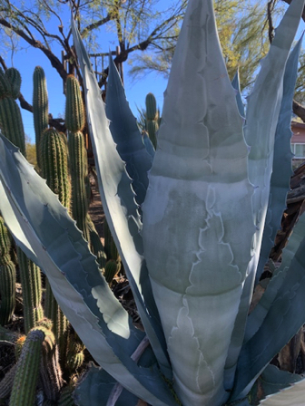Jan 27 - Have you ever noticed the markings on a Blue Agave's large fleshy leaves? Gorgeous!
